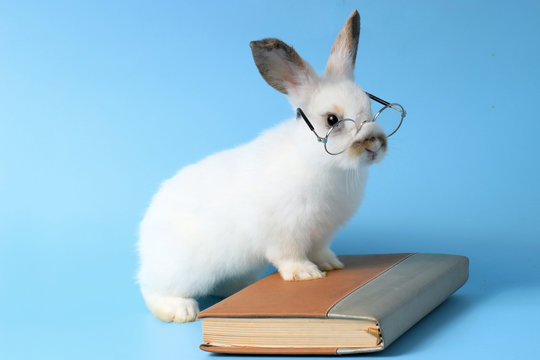 Зајакот со тетратката